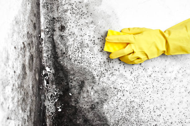 Mold Testing and Removal in Summerfield, NC