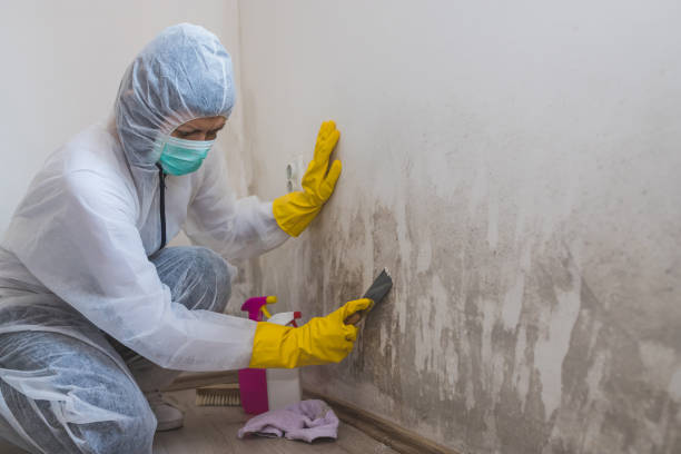 Best Residential Mold Removal  in Summerfield, NC
