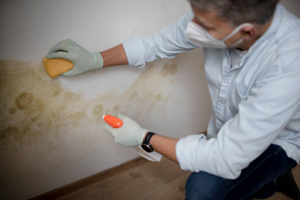 Best Mold Damage Repair  in Summerfield, NC
