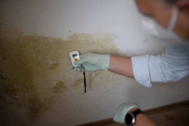 Best Mold Removal Company Near Me  in Summerfield, NC