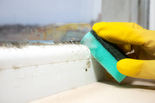 Best Same-Day Mold Removal  in Summerfield, NC