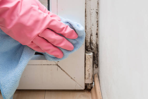 Best Certified Mold Removal  in Summerfield, NC