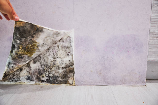 Best Mold Removal Near Me  in Summerfield, NC